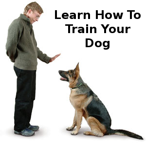 dog trainer